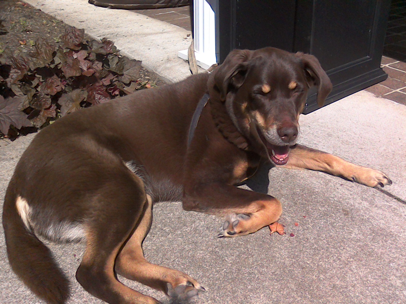 Sun bather